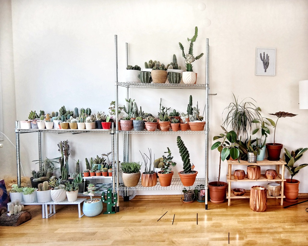 5 Simple Steps to Transport Your House Plants For A Long Distance Move